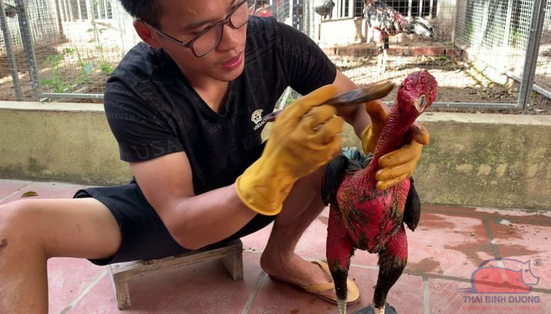 Cách làm cổ gà chọi to từ A-Z bằng những phương pháp bí truyền 2 Cách làm cổ gà chọi to