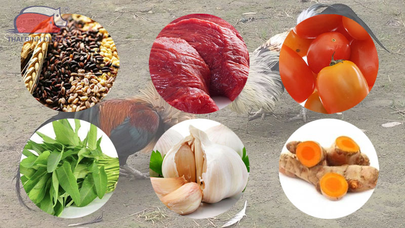 Cách nuôi gà chọi sung sức