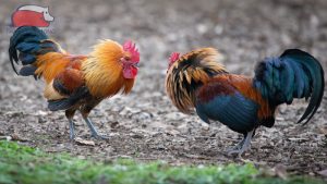 Cách nuôi gà chọi sung sức