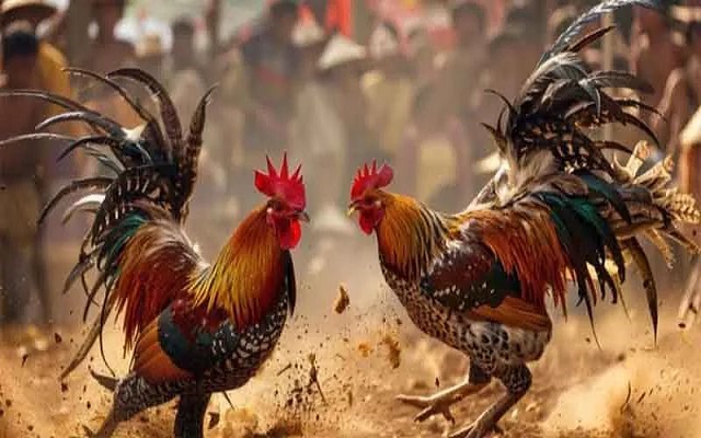 Đá gà mạng là gì