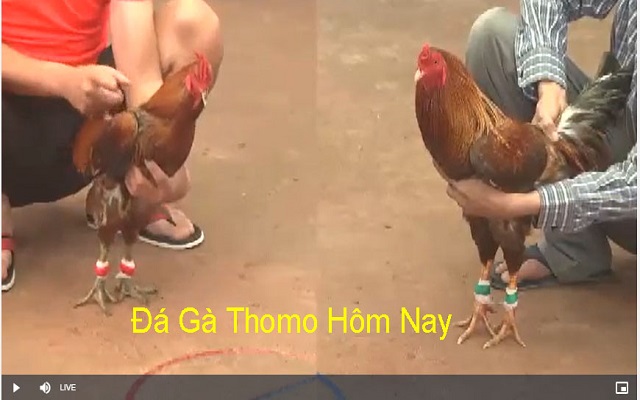 Đá gà mạng là gì