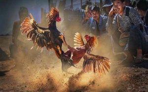 Đá gà mạng là gì