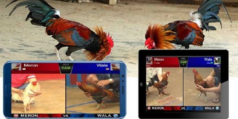 Đá gà online có bịp không? Những chiêu trò lừa bịp người chơi phổ biến 2 Đá gà online có bịp không