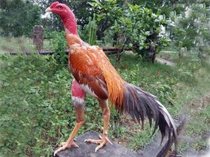 iống gà chọi hay nhất Việt Nam