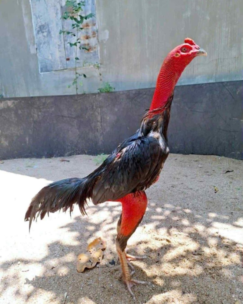 Top những giống gà chọi hay nhất Việt Nam hiện nay 3 giống gà chọi hay nhất Việt Nam